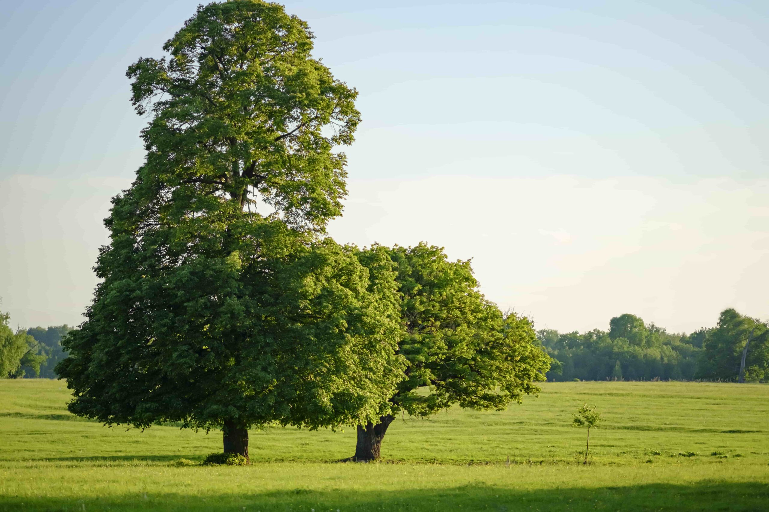 young and old trees representing mentorship for homeschool educators by Schole